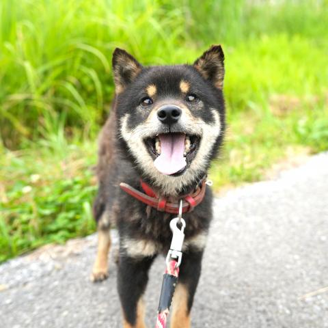 柴犬豆柴
