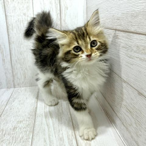 サイベリアンの写真3
