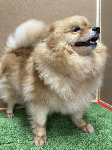 ポメラニアンの写真2
