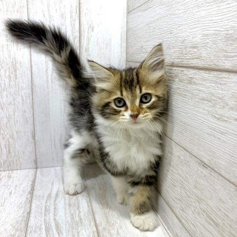 サイベリアン