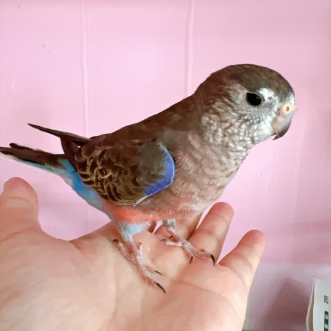 アキクサインコ ノーマルの写真3