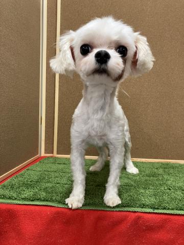 マルチーズの写真3