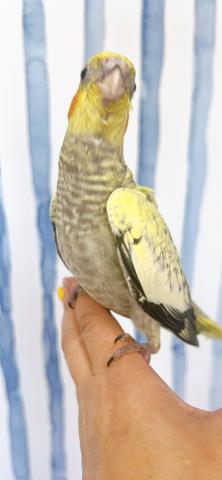 オカメインコ 　　パールの写真2