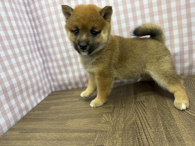 豆柴の写真2