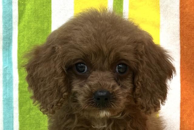 MIXの写真2