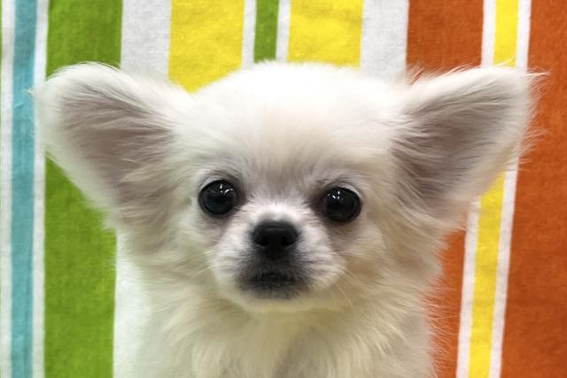 MIXの写真2