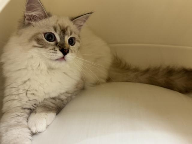 サイベリアンの写真2