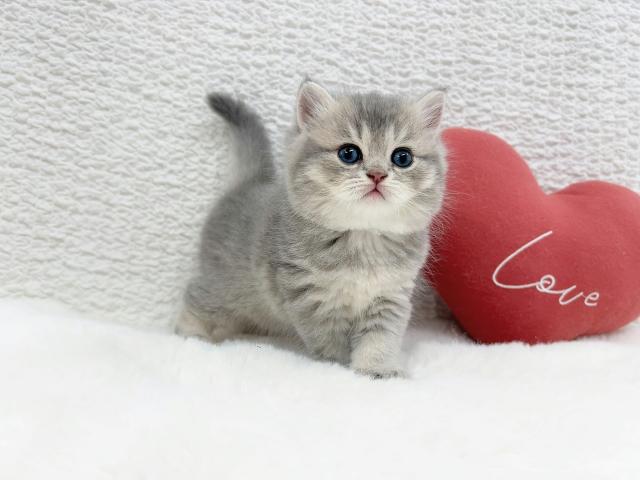 マンチカン