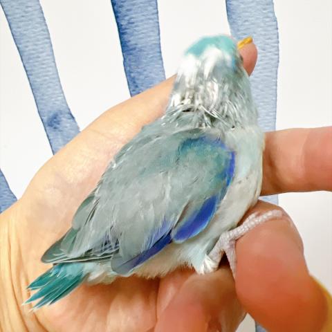 マメルリハ インコ  ブルーパイドの写真4