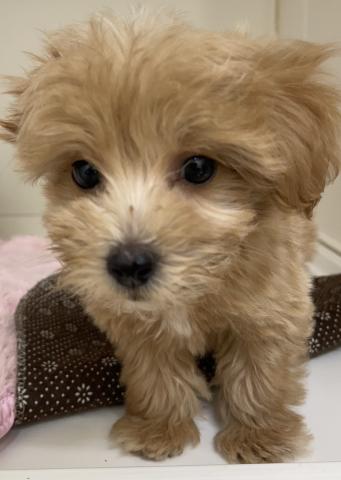 ハーフ犬(マルチーズ×トイプードル)の写真3