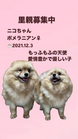 ポメラニアン