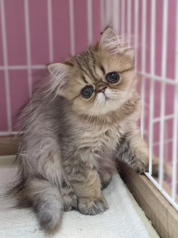 ベンガル
