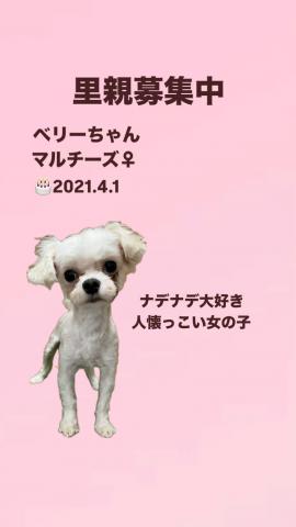 マルチーズ
