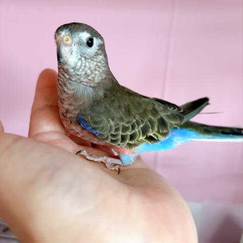 アキクサインコ ノーマルの写真5