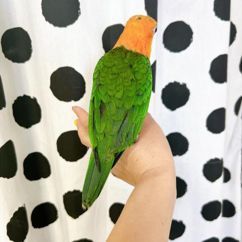 シロハラインコの写真5