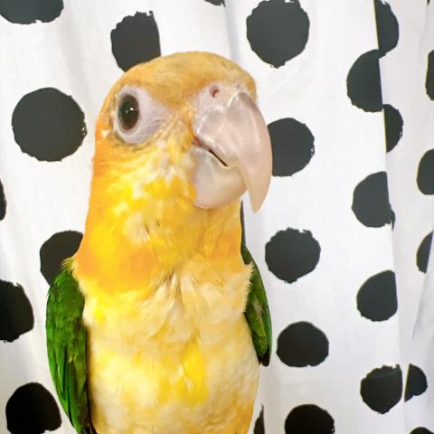 シロハラインコの写真3