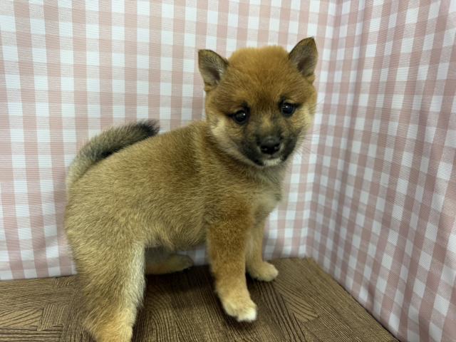 豆柴の写真3
