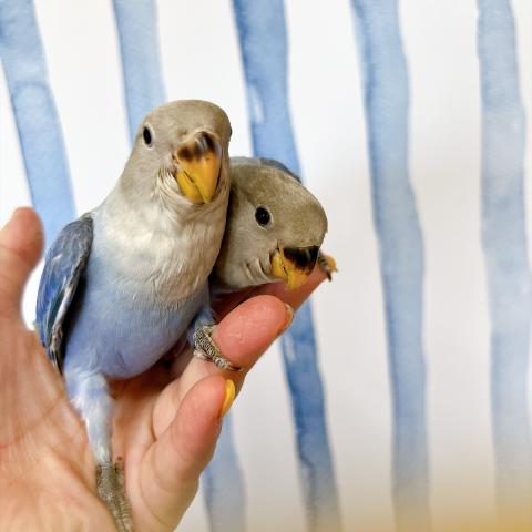 コザクラインコ　ブルーオパーリン