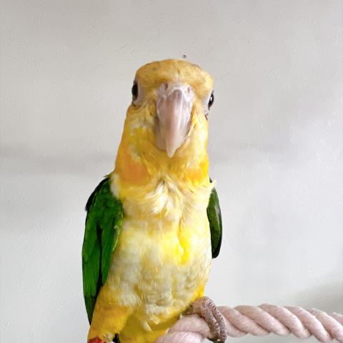シロハラインコの写真2