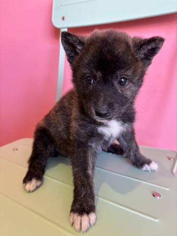 MIX甲斐犬×柴犬872の写真2