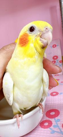 オカメインコ 　　ルチノーの写真4