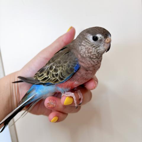 アキクサインコ　ノーマル