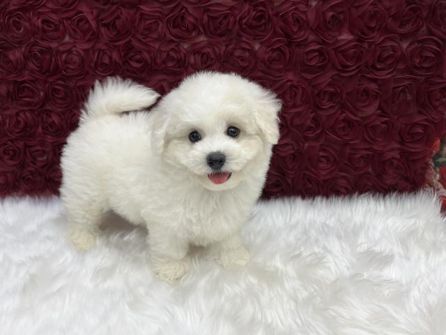 ビションフリーゼの写真2