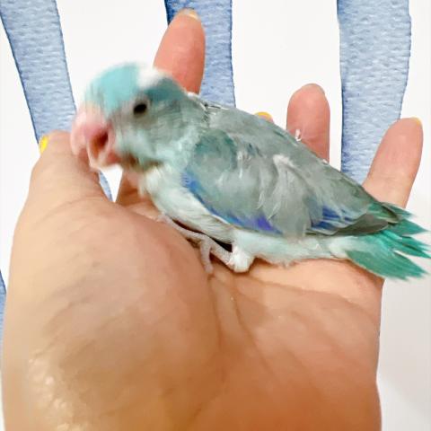 マメルリハ インコ  ブルーパイドの写真2