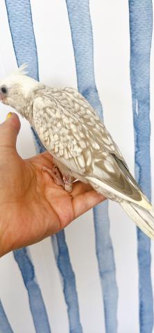 オカメインコ ホワイトフェイス パールの写真3