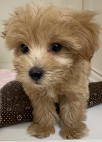 ハーフ犬(マルチーズ×トイプードル)の写真2