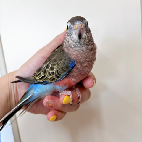 アキクサインコ ノーマルの写真2