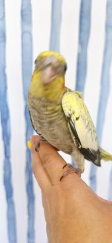 オカメインコ 　　パールの写真3
