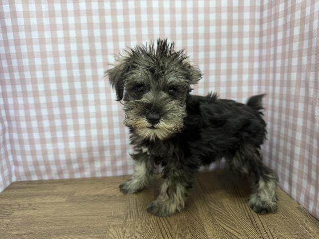 ミニチュアシュナウザーの写真2
