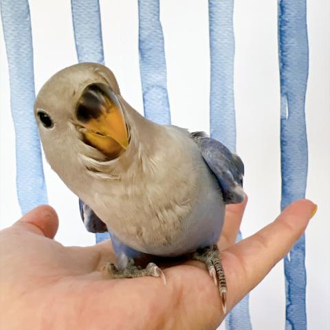 コザクラインコ ブルーオパーリンの写真3