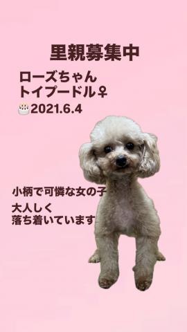 トイプードル