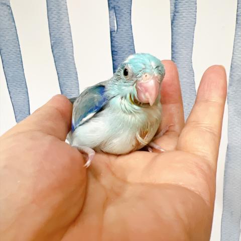 マメルリハ インコ  ブルーパイド