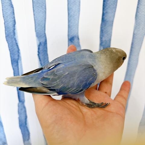 コザクラインコ ブルーオパーリンの写真2