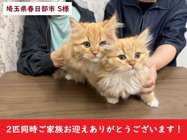 サイベリアン💕猫アレルギー有る方にお勧め猫種💕
