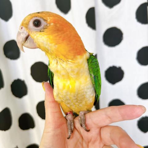 シロハラインコの写真4