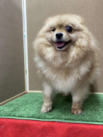 ポメラニアンの写真4