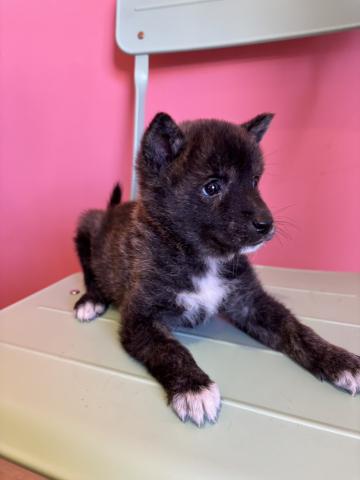 MIX甲斐犬×柴犬872の写真3