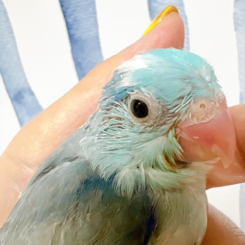 マメルリハ インコ  ブルーパイドの写真3