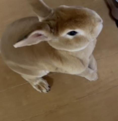 ミニレッキス