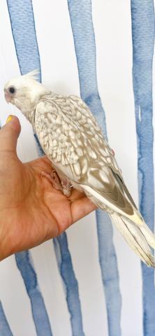 オカメインコ ホワイトフェイス パールの写真4