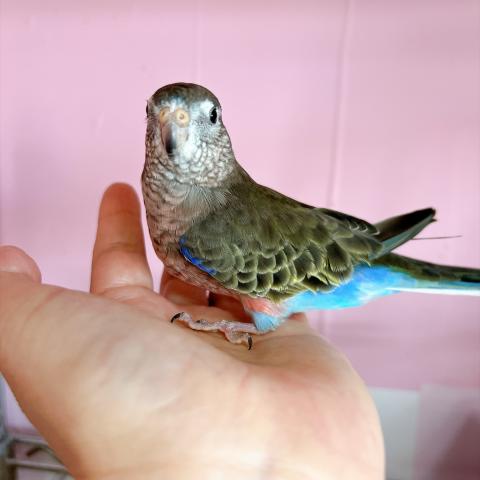 アキクサインコ ノーマルの写真4
