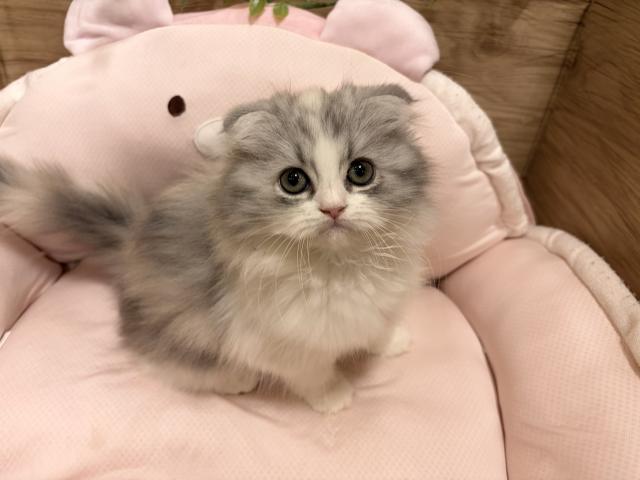 スコティッシュフォールド