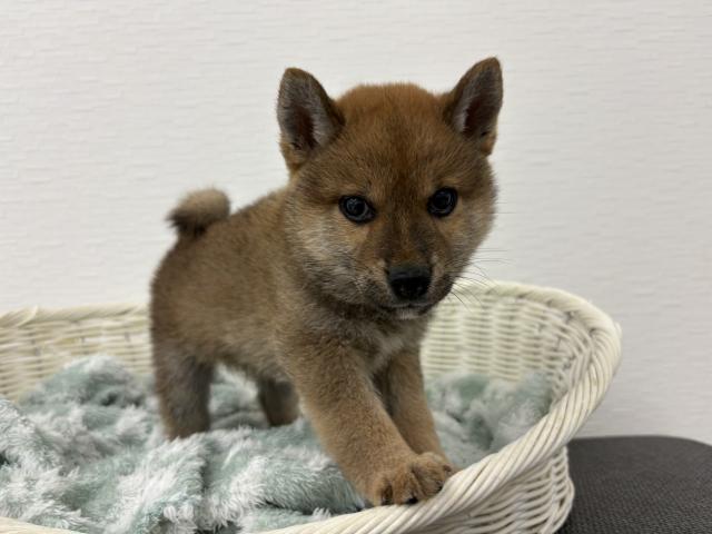 柴犬