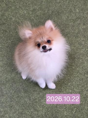 ポメラニアンの写真5