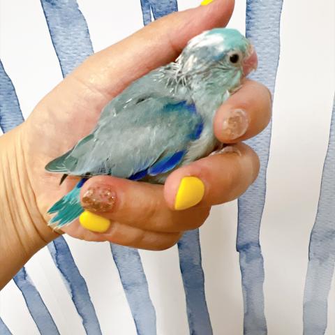 マメルリハ インコ  ブルーパイドの写真5