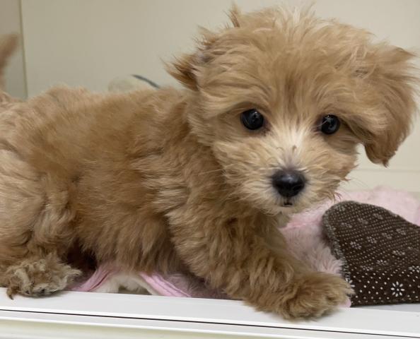 ハーフ犬(マルチーズ×トイプードル)の写真4